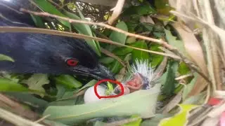 Greater coucal birds Feed the baby in the nest ( 5) Beautiful baby birds