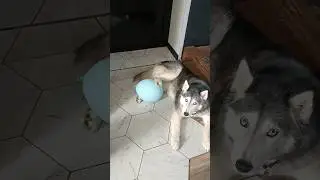 Гимнхасктика