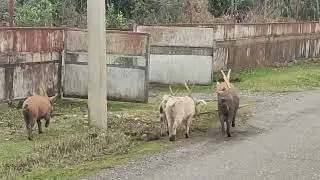 Свиньи с рогами. :)