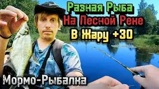 Разная Рыба на Лесной Реке в Жару +30 | Мормо-Рыбалка