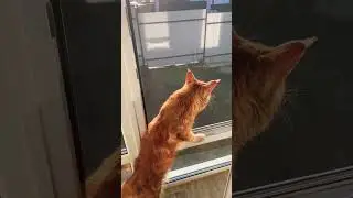 Мартин в ожидании лета #большойкот #мейнкун #kater #любимыйкот #вожиданиичуда