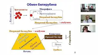 Желтухи у детей первых недель и месяцев жизни: тактика педиатра