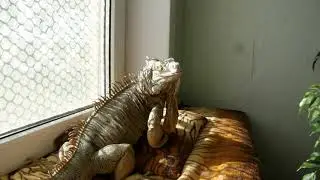 Лакушка на окне