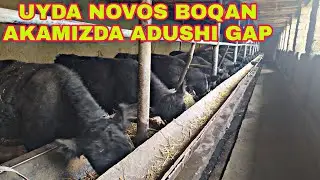 UYDA ARZON USULDA MOL BOQISH SIRLARI