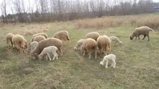 Работа бордер колли в паре на выпасе овец в поле. ДЦ 