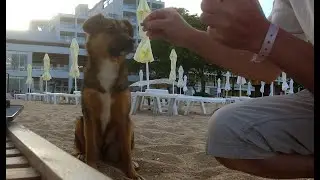 Straßenhunde 🐕 in Bulgarien Varna ich mag sie 🥰 , das Grifid Encanto Beach auf Ihrer täglichen Tour.