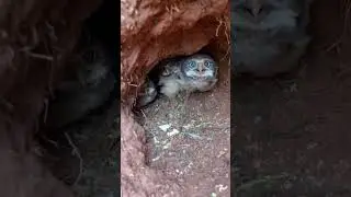 Taking a Peek at Burrowing Owl Chicks || ViralHog