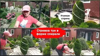 Стрижка туи в форме спирали