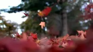 Листопад Футаж HD
