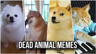 Famous Animal Memes That Died..