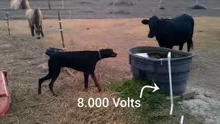 animais levando choque em cerca eletrica!!!