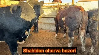 Shahidon chorva bozori semiz va boqma buqalar.21 11 2023.