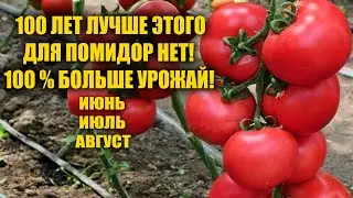 Помидор будет гора! Жаль что раньше не знала! Томаты вмиг заплодоносят! Подкормка для помидор