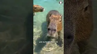 Capybara  🦫 The Friendliest Creature on Earth!