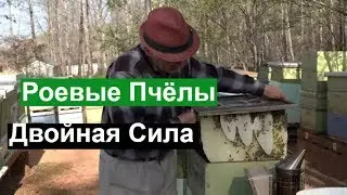 Пасека 