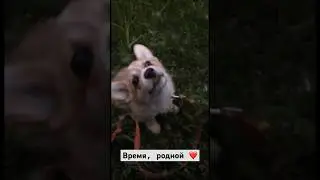 Собачья жизнь🤍#shorts #корги #dog #animals #puppylife