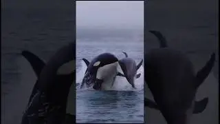 Косатки охотятся на дельфинов.