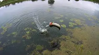 Рыбалка выходного дня + тест самопалки.