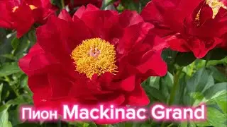 Пион Mackinac Grand - яркое чудо!!!