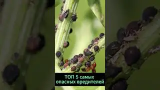 Самые опасные вредители средней полосы  