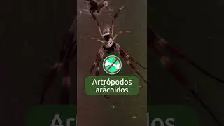 Descubre el mundo de las ARAÑAS 🕷️​