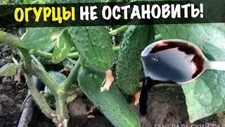 Огурцы завалят урожаем, завязей полно! Даю 2 ст.л. под Куст огурцов в Июле!