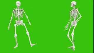 Free footage. Skeleton walk. Seamless loop animation on green screen.