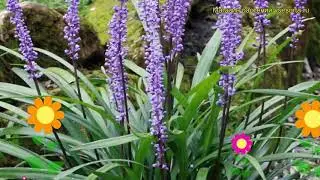 Лириопе мускари Роял Перпл. Краткий обзор, описание характеристик liriope muscari Royal Purple