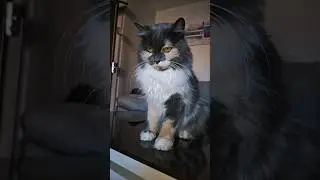 Май нэйм из Плума! Найс ту познакомиться 😼 | Рома и Бланка | Shaykin 