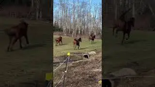 Horse Synchronized Dancing