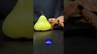 ASMR EATING JAVA APPLE MUKBANG 🐢 Turtle Tortoise #shorts