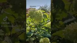 Деревня. Там,где хорошо