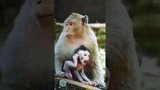 Cute baby monkey Jazzy stuck in hand auntie Duchess so scare