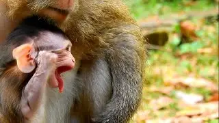 OMG! Just born baby monkey stuck leaves throat hard, Too hard to take it out