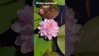 нимфея, продаю 