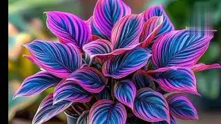 beautiful flowers in our world