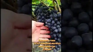 Кишмиш  АТТИКА🍇