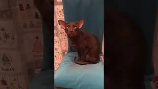 Кот разговаривает.