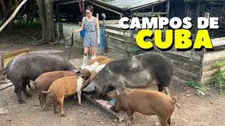 Así vive un campesino en Cuba 🇨🇺 Mi realidad como cubana