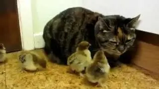 Кот и цыплята
