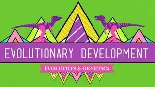 Evolutionary Development: Chicken Teeth - Crash Course Biology #17