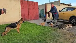 German Shepherd and cats with nerves of steel. German Shepherd photo model, beauty and clever. Odesa