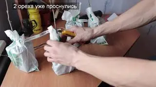 САЖЕНЦЫ почтой от БЕККЕР. Грецкий орех. 2019