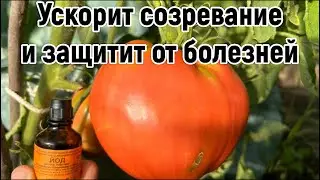 Томаты нальются и созреют быстрее и никакой фитофторы . Используйте это доступное средство. 3 в 1 .