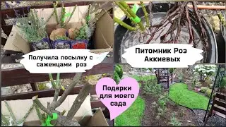 Посылка с саженцами из питомника Роз Аккиевых. Подарки для моего сада.