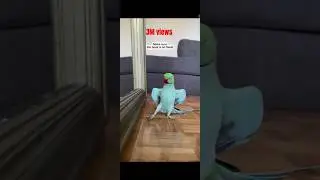 Freek Parrot 🦜 #viralvideo #viral #viralreels #shortsvideo #funny #amazing #animals #bird