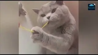 Funniest Animals 2023 😂 Funny Dogs and Cats Videos 😺🐶 Part 2 2023😍😍😍🤪🤪🤪🤣🤣🤣🤣🤣