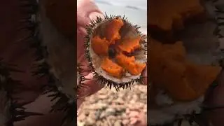 Ловец морских ежей (🎥 - @therealcorokinaboys)