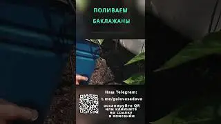 Поливаем баклажаны правильно #Shorts