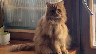 Кот разговаривает с хозяйкой.